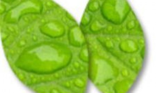 Semplant Romhol Bucuresti – Seminte pentru profesionisti!