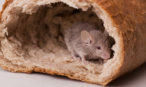 Scapa de rozatoare rapid si eficient beneficiind de experienta Promed Impex