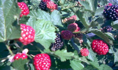 Alege butasii de mure Strong Berry!
